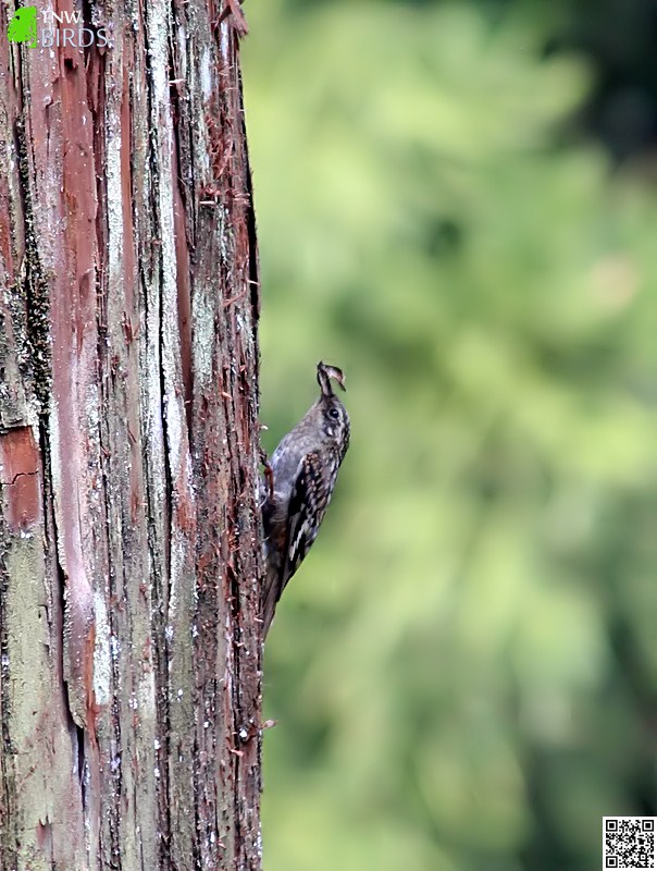 Brown-throated Treecreeper